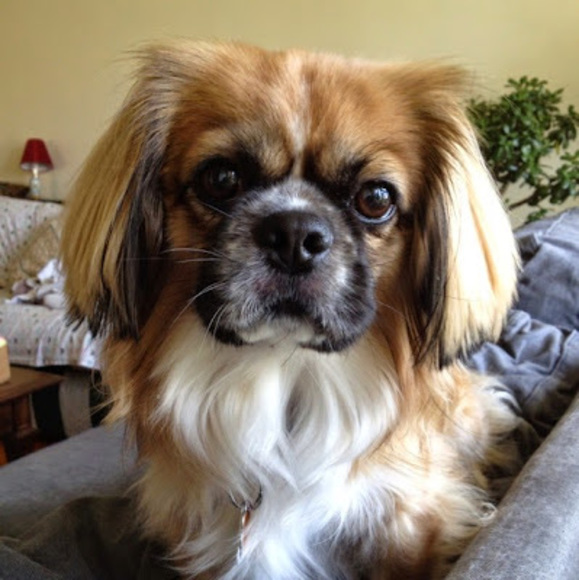 Meet your Posher, Yanfei - Picture 1 of 1